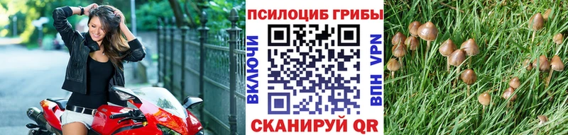 Купить  Андреаполь  Псилоцибиновые грибы MAGIC MUSHROOMS 
